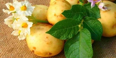 Kako obraditi krompir prije sadnje